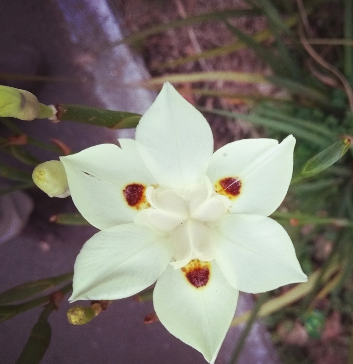 Una flor, en un camino.