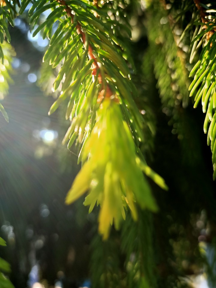 Morning sun