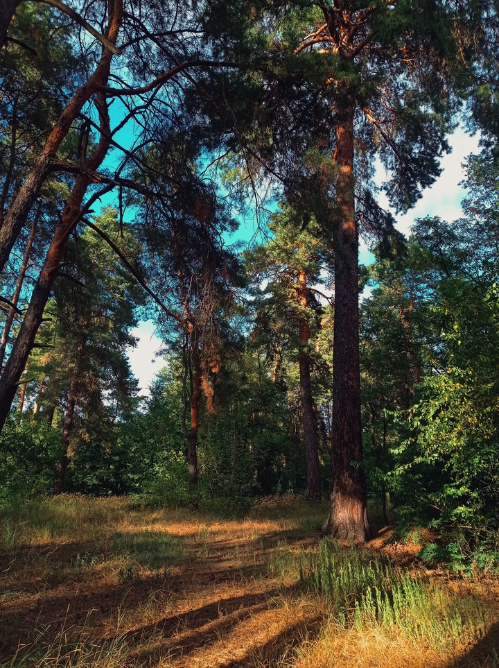 tapety branch, woodland