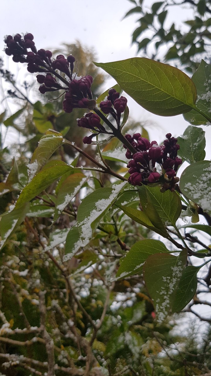 Snow in the Spring