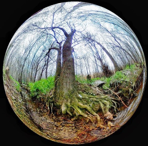 רקעים tree, trunk