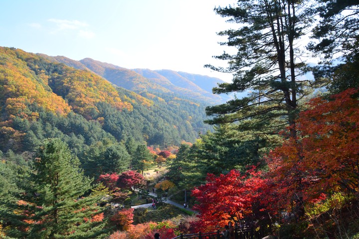 수목원이미지