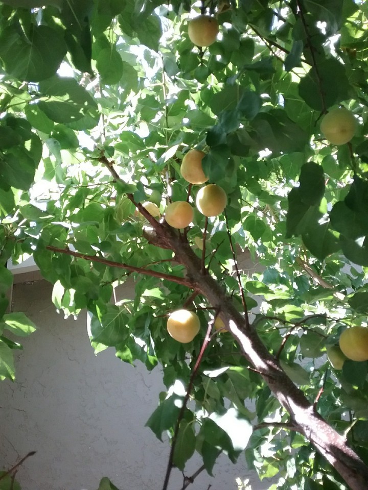 Happy apricot tree