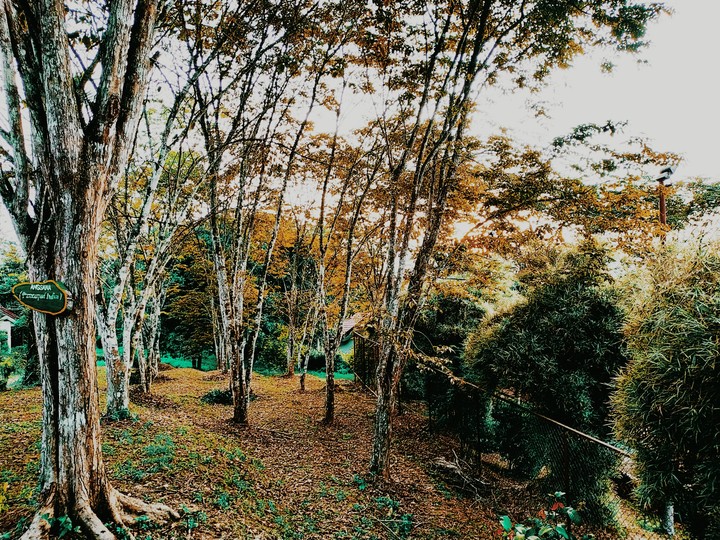 ANGSANA TREE ??