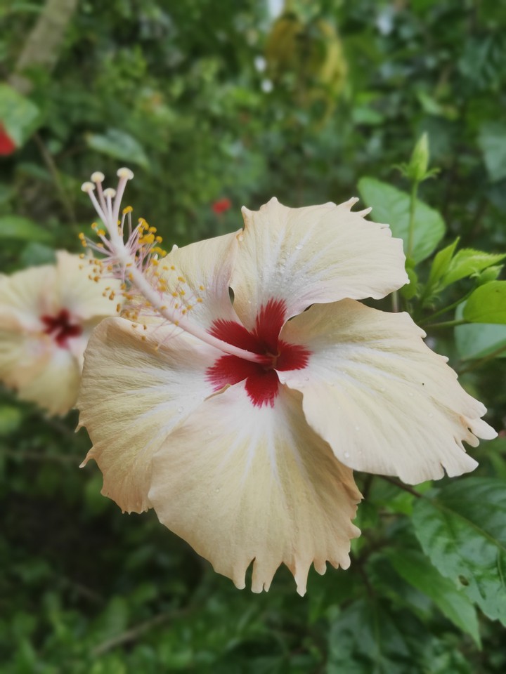 flower 2