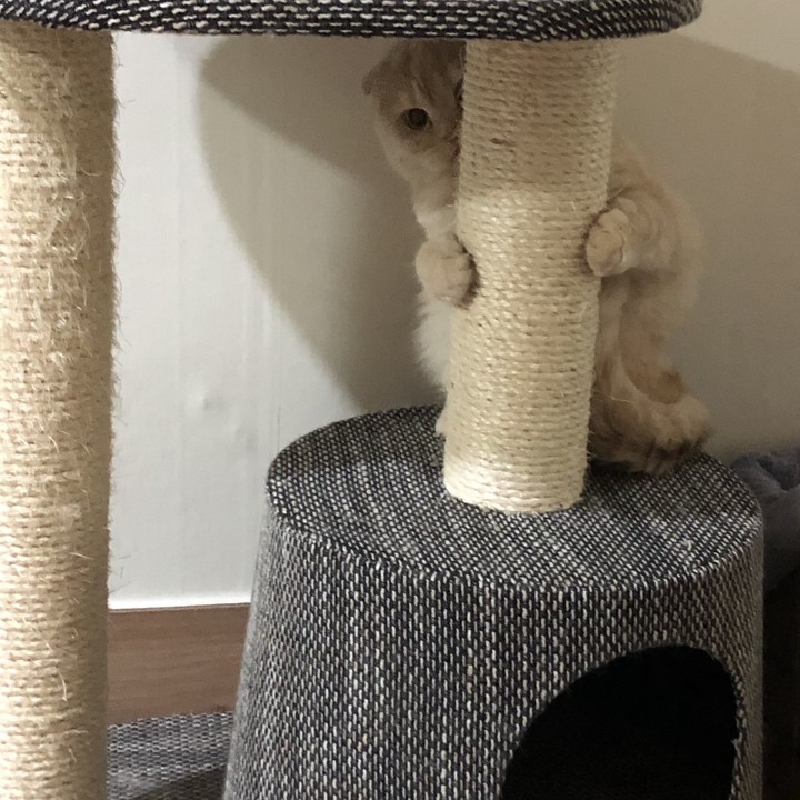 다보임
