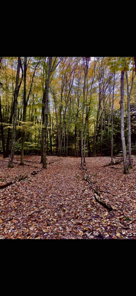 leaves, fall Hintergrundbilder