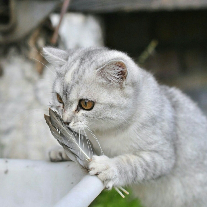 Cute cat