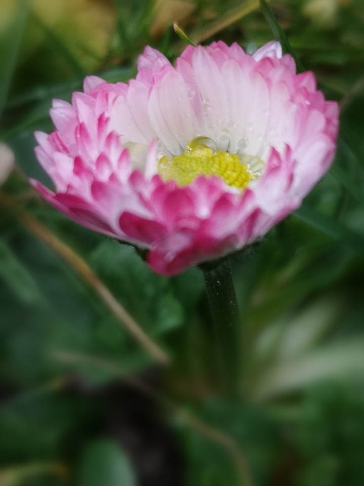 Gänseblümchen, Perenis Bellis