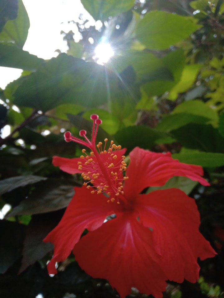 hibiscus
