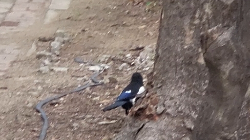 bird