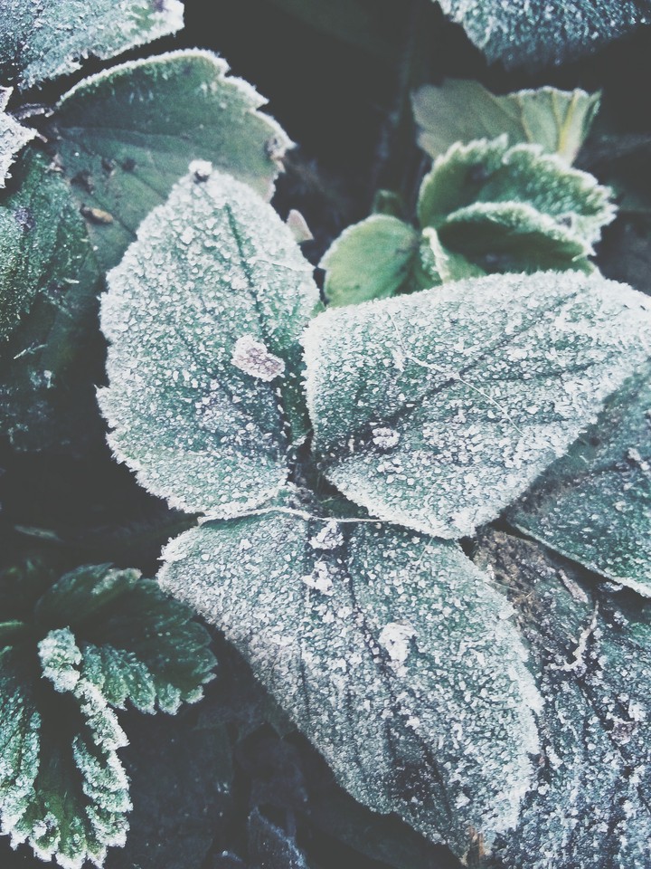 beautiful plant