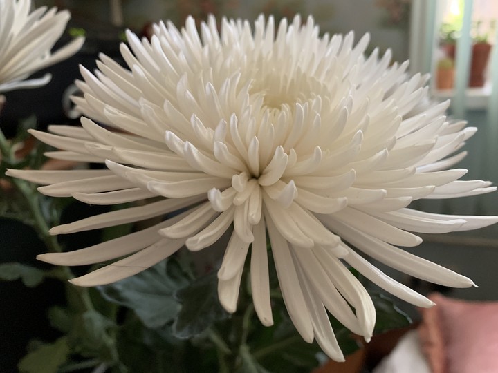 flower