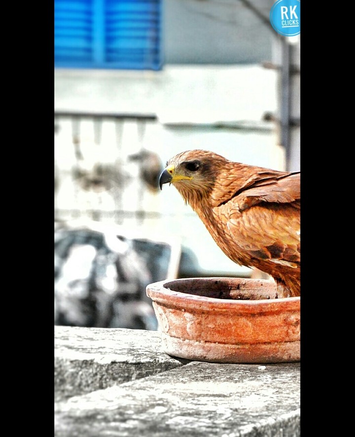 Eagle