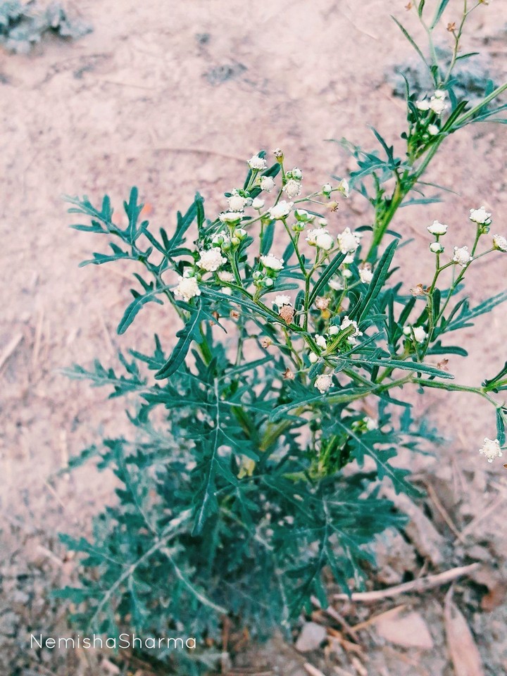 White Flowers
