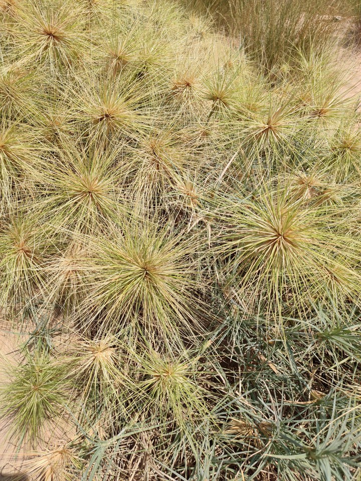 Green in Desert