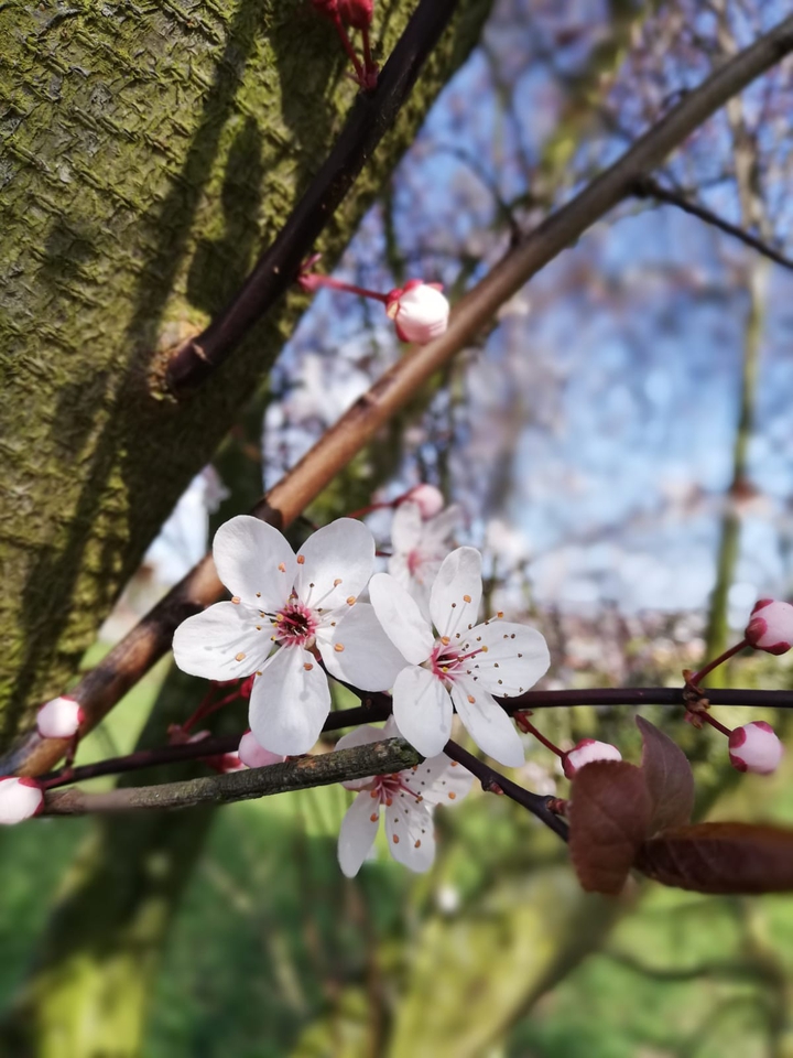 Spring is coming