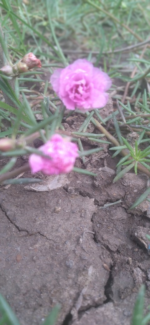 groundcover, mười壁纸