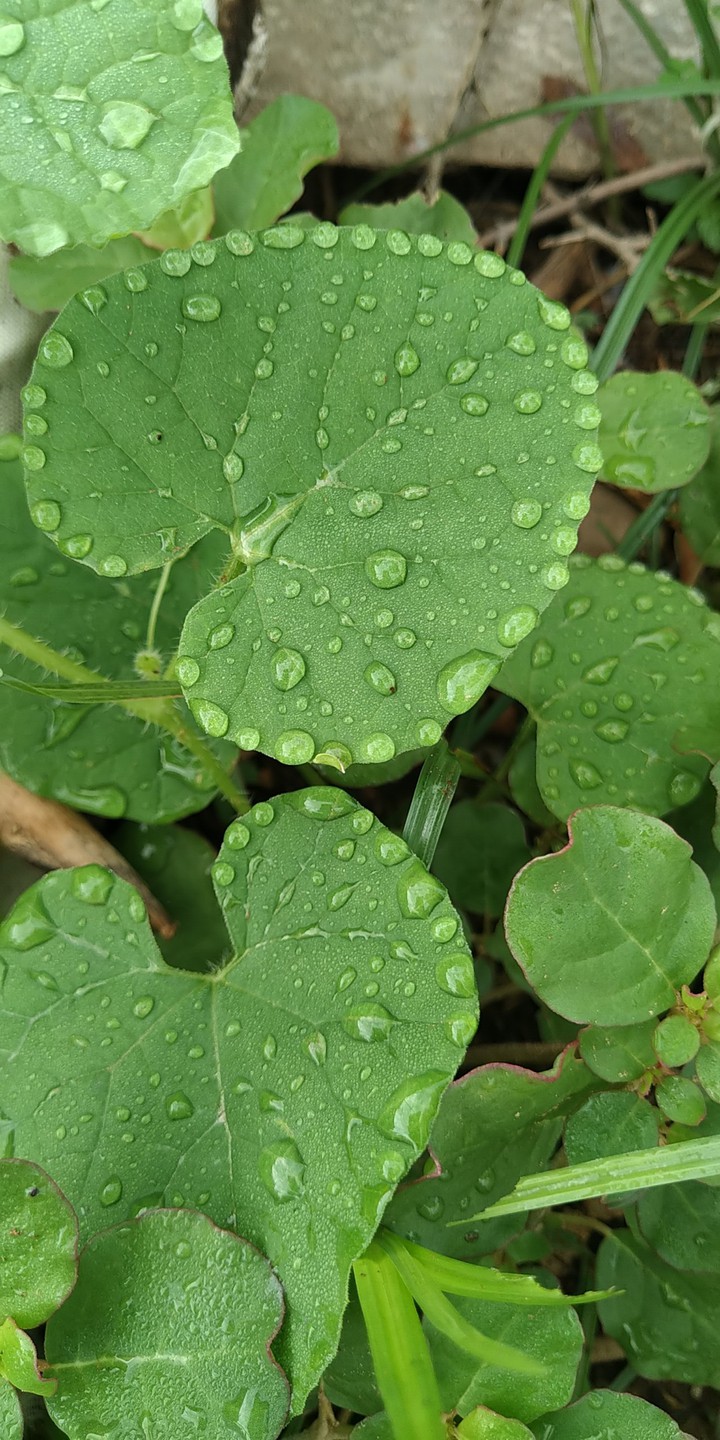 leave droplets