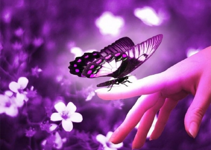butterfly