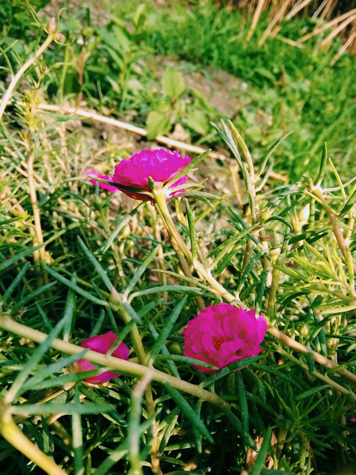 Hd Home Plants Flowers