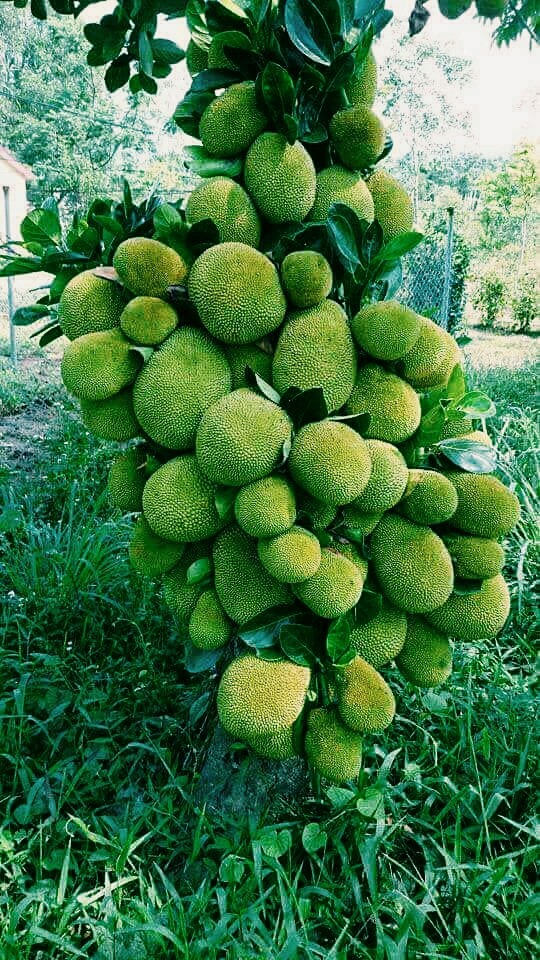 Langka