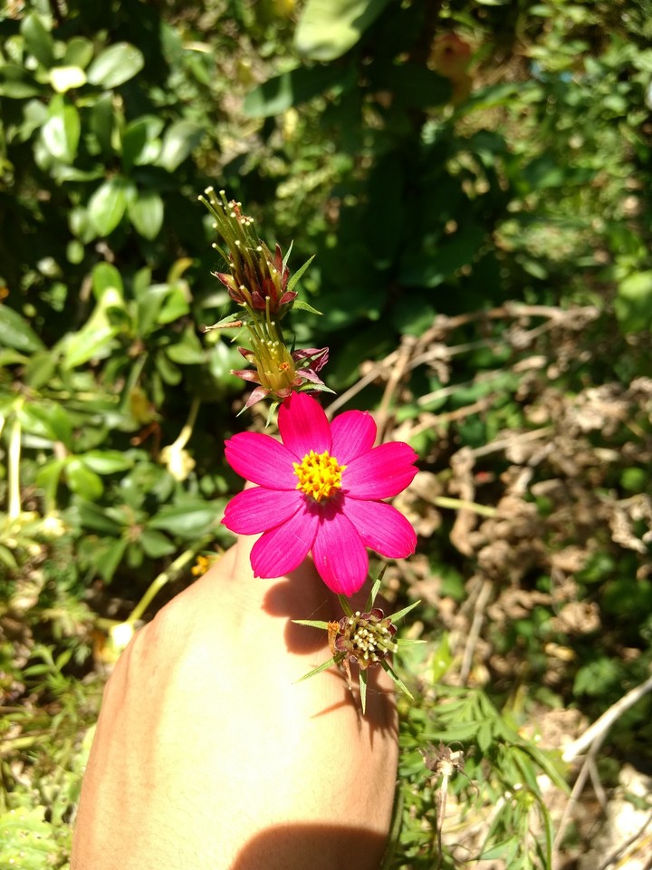 Flor rosa