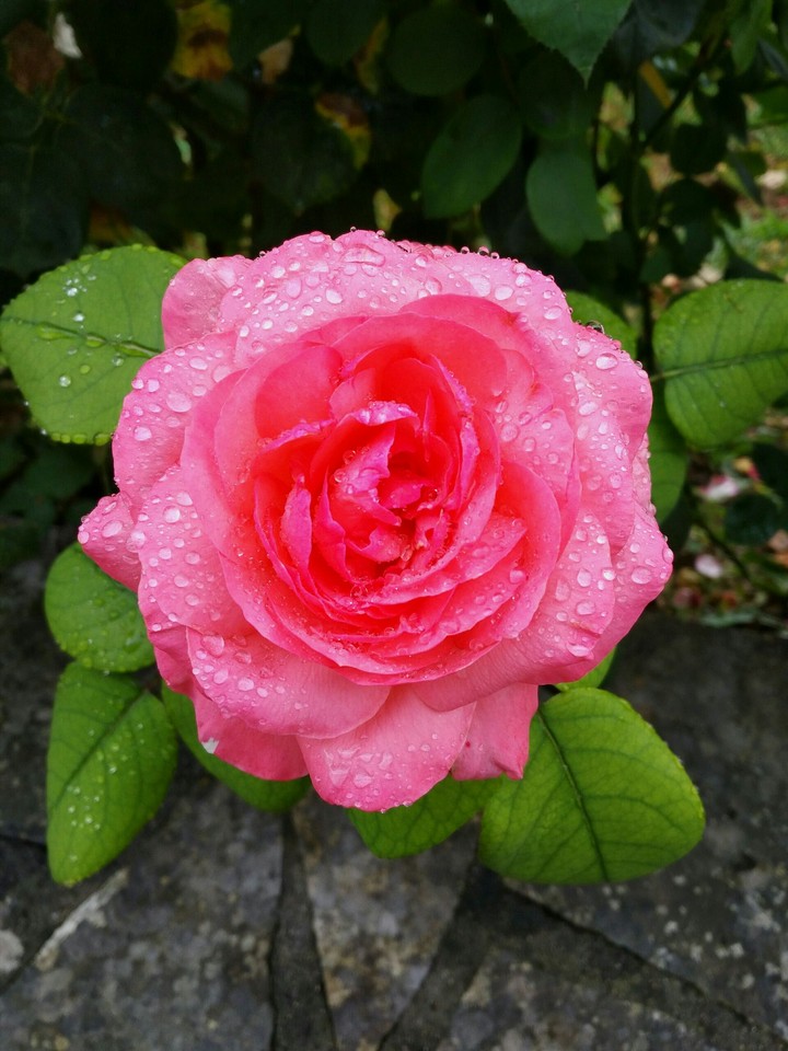 La rose