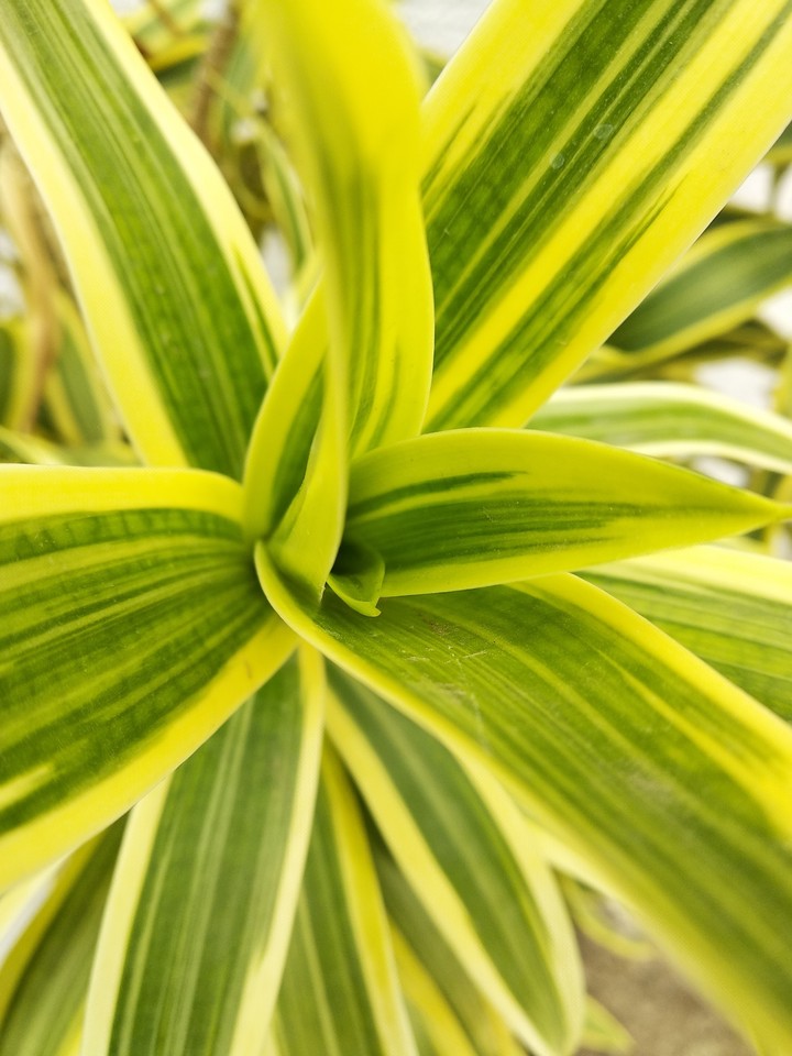 plant