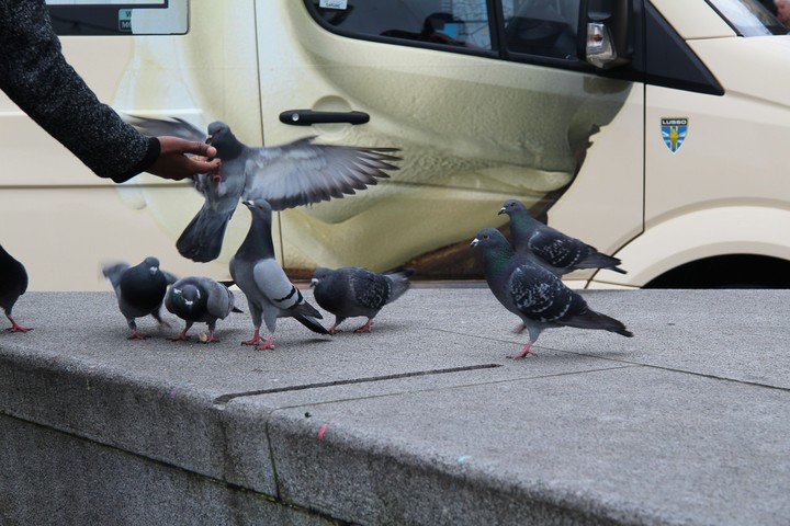 Doves in London