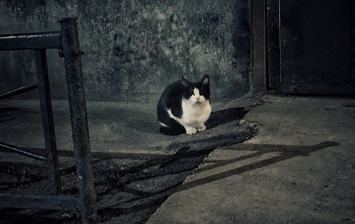 cat