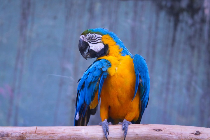 blue parrot