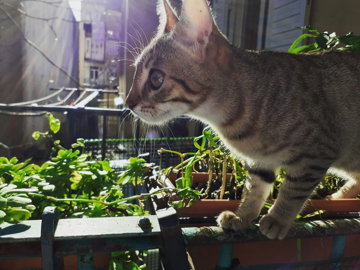 #Bella #gatto #cat