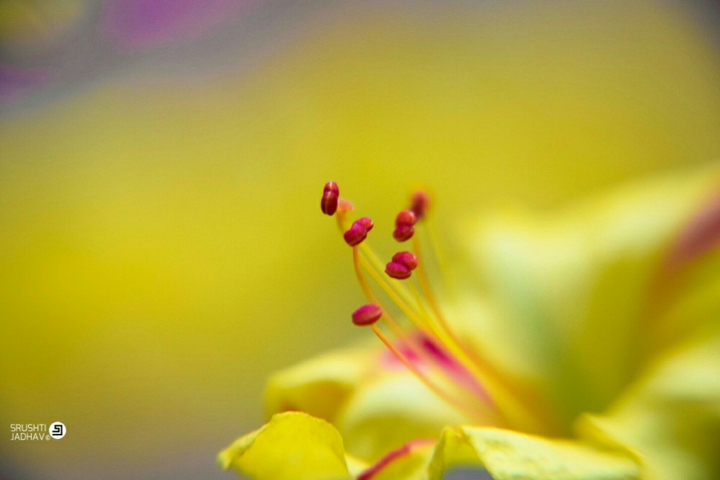 Yellow Flower