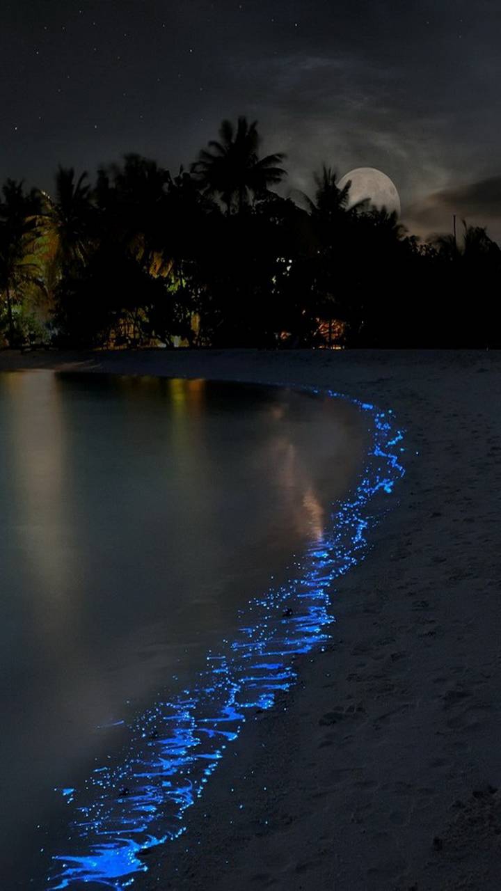 Night