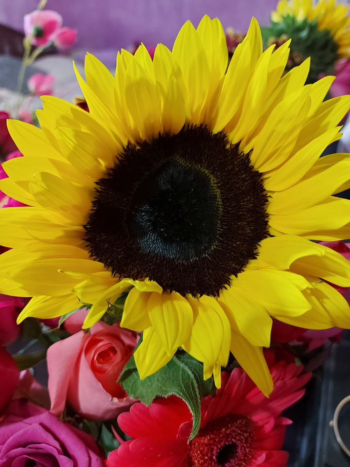 Girasol ?