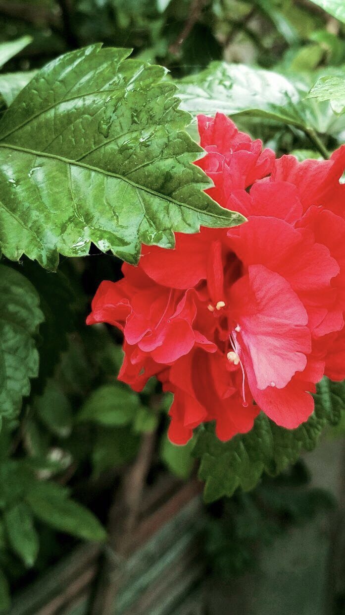 blossom