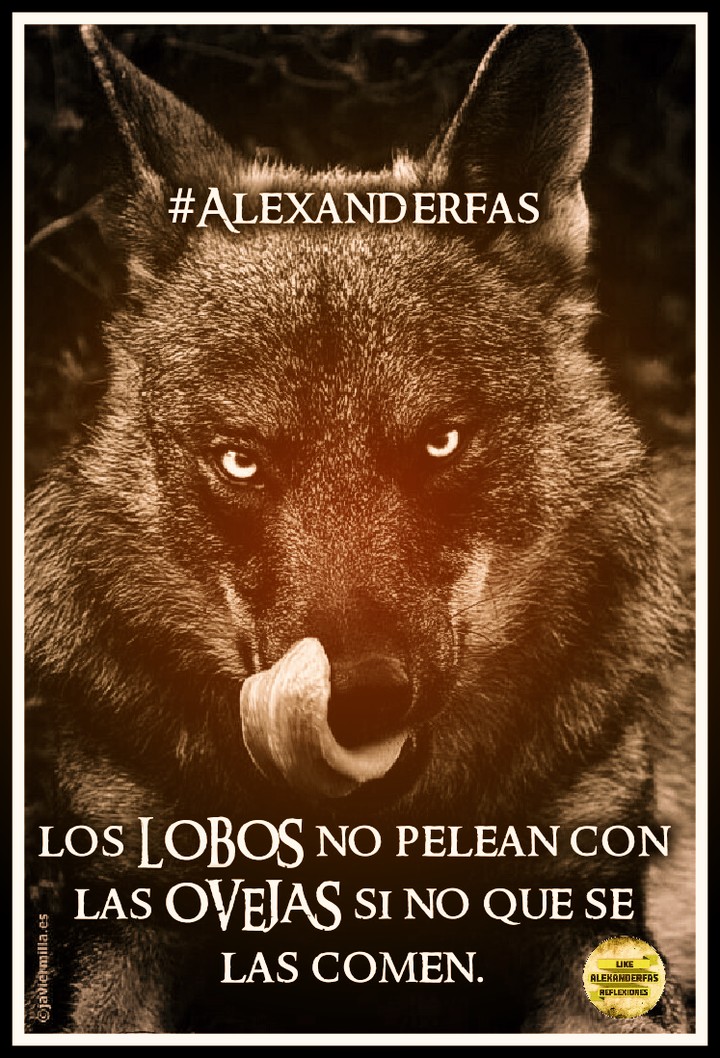 los lobos