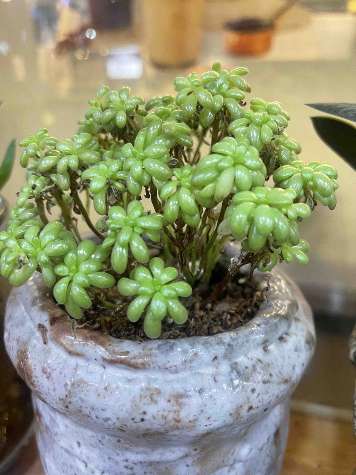 사이좋게