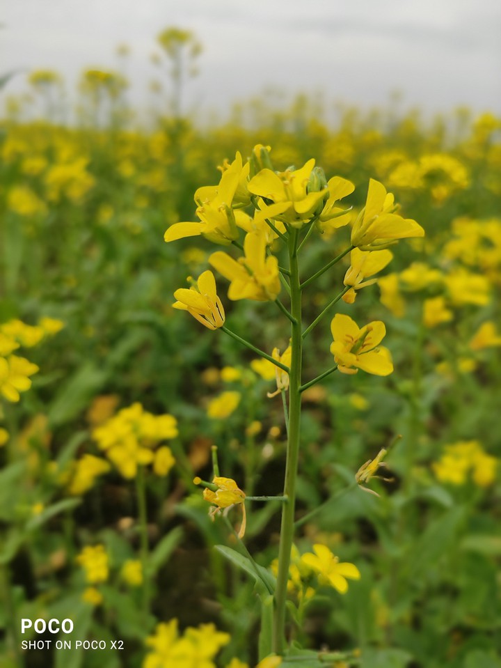 mustard