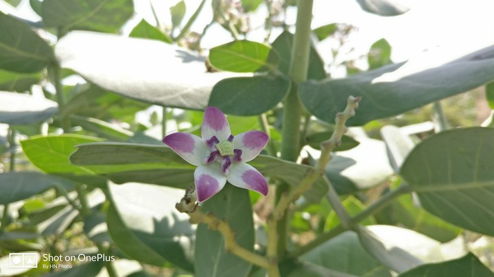 Flower