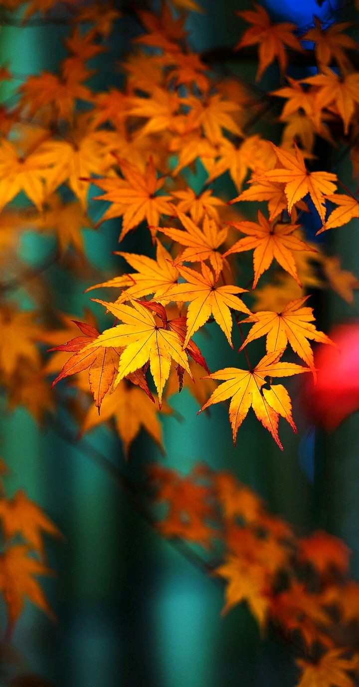Are you waiting for autumn or mourn for summer?