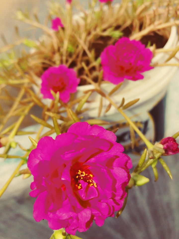 Table rose....