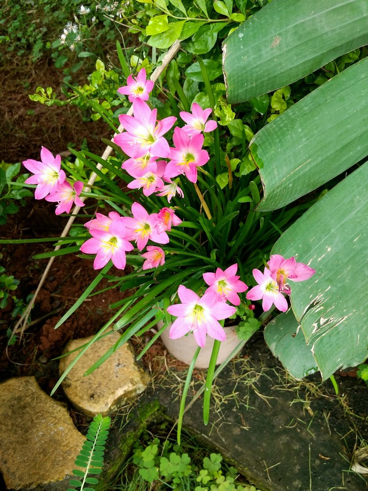 Pink Green Combo