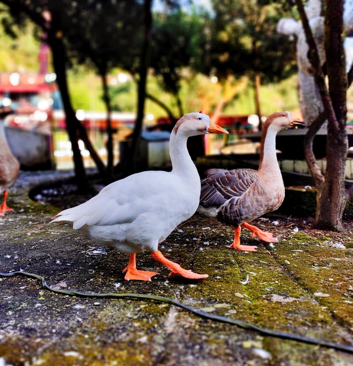 Duck Pose
