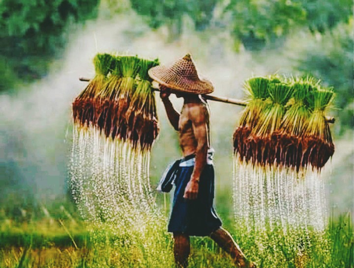 Farmer