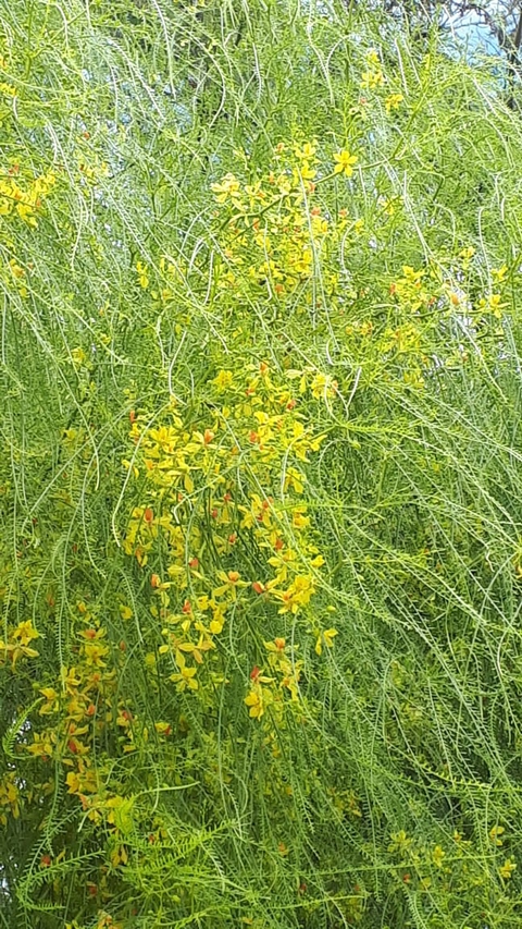 goldenrod, tree वॉलपेपर