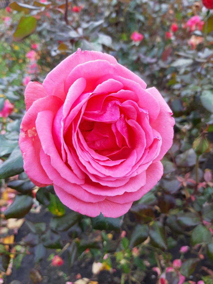 rose