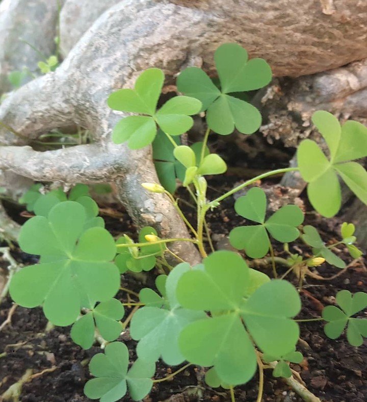 aaa