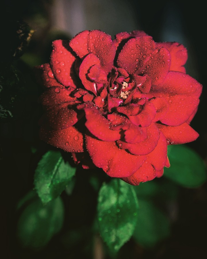 red rose